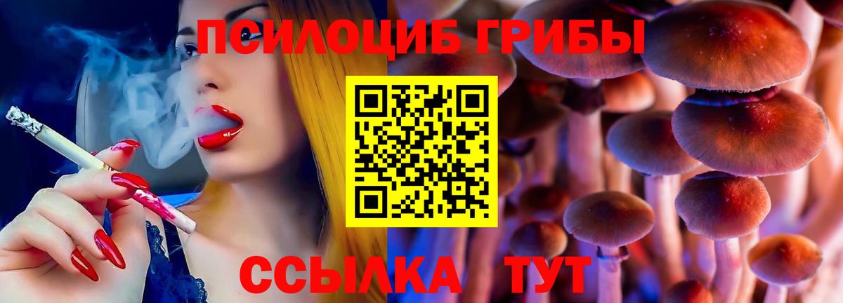 Псилоцибиновые грибы Cubensis Шахты